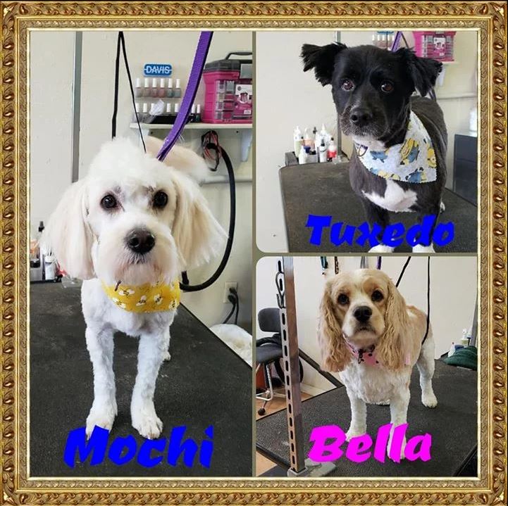 Mochi, Tuxedo and Bella - Cody, WY - Cody Paw Spa