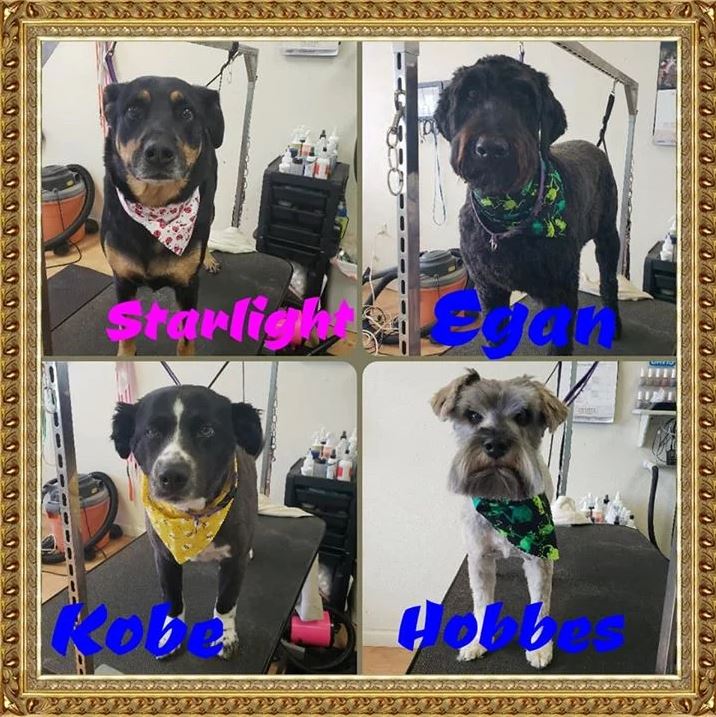Starlight, Egan, Kobe and Hobbes - Cody, WY - Cody Paw Spa