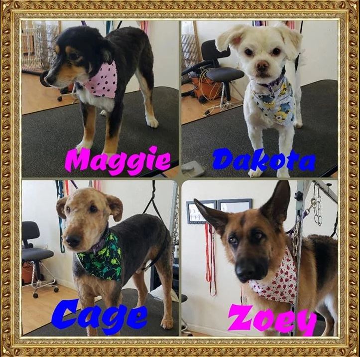 Maggie, Dakota, Cage and Zoey  - Cody, WY - Cody Paw Spa