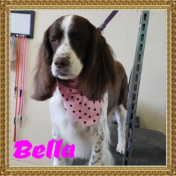 Bella - Cody, WY - Cody Paw Spa