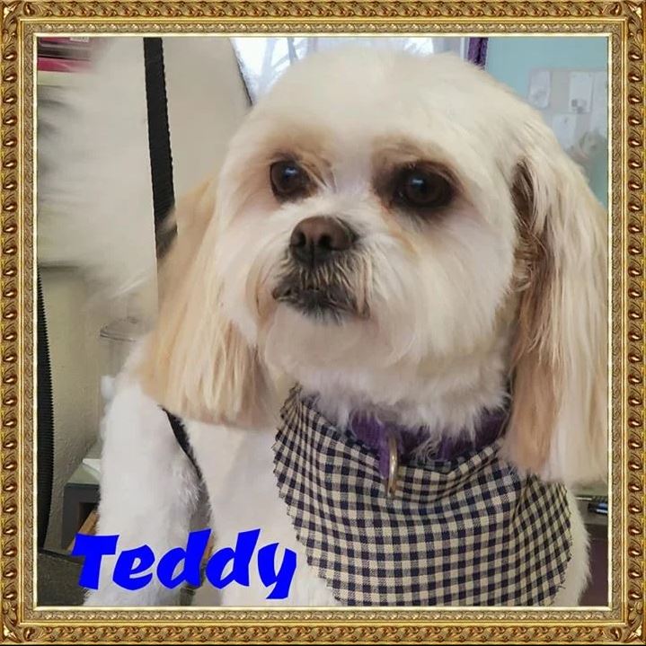 Teddy - Cody, WY - Cody Paw Spa