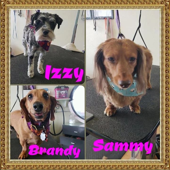 Izzy, Brandy and Sammy - Cody, WY - Cody Paw Spa