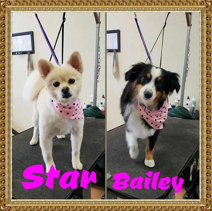 Star and Bailey - Cody, WY - Cody Paw Spa