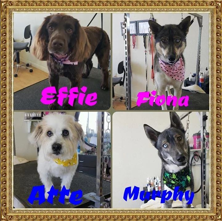 Effie, Fiona, Atte and Murphy - Cody, WY - Cody Paw Spa