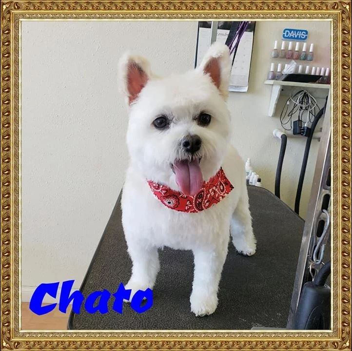 Chato - Cody, WY - Cody Paw Spa