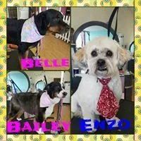 Belle, Bailey and Enzo  - Cody, WY - Cody Paw Spa