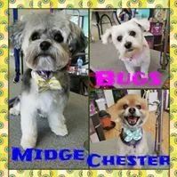 Bugs, Midge and Chester - Cody, WY - Cody Paw Spa