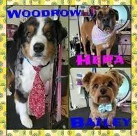 Woodrow, Hera and Bailey - Cody, WY - Cody Paw Spa