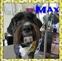 Max - Cody, WY - Cody Paw Spa