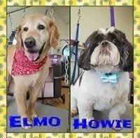 Elmo and Howie - Cody, WY - Cody Paw Spa