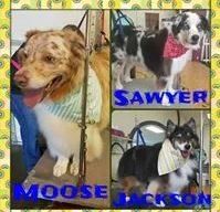Moose, Sawyer and Jackson - Cody, WY - Cody Paw Spa