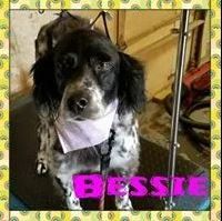 Bessie - Cody, WY - Cody Paw Spa