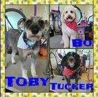 Toby, Bo and Tucker - Cody, WY - Cody Paw Spa