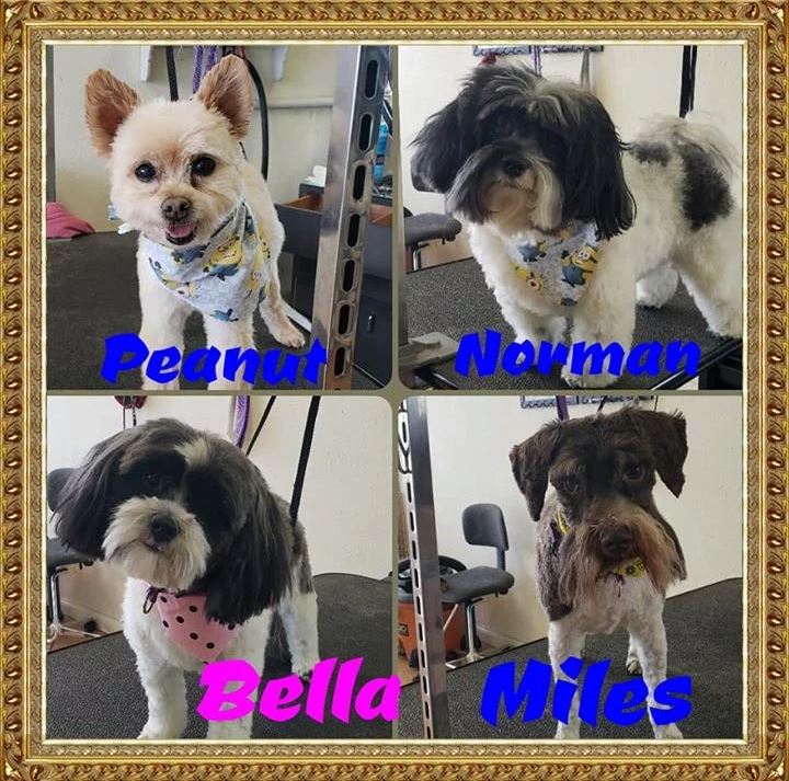 Peanut, Norman, Bella and Miles  - Cody, WY - Cody Paw Spa