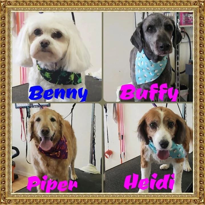 Benny, Buffy, Piper and Heidi  - Cody, WY - Cody Paw Spa