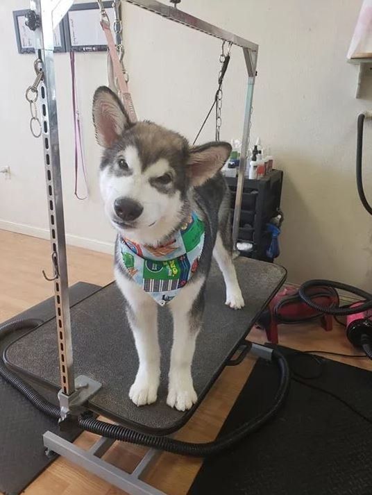 Baby Husky - Cody, WY - Cody Paw Spa
