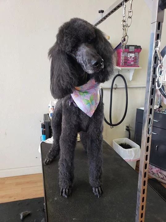 Black Poodle  - Cody, WY - Cody Paw Spa