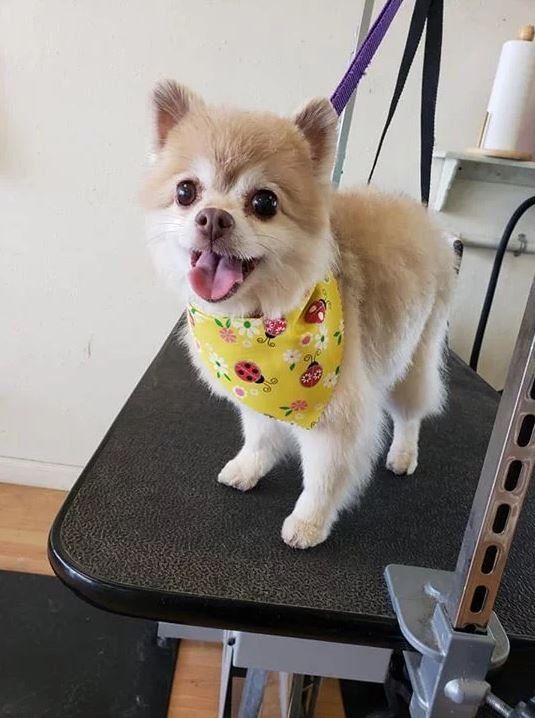 Pomeranian with Yellow Scarf- Cody, WY - Cody Paw Spa