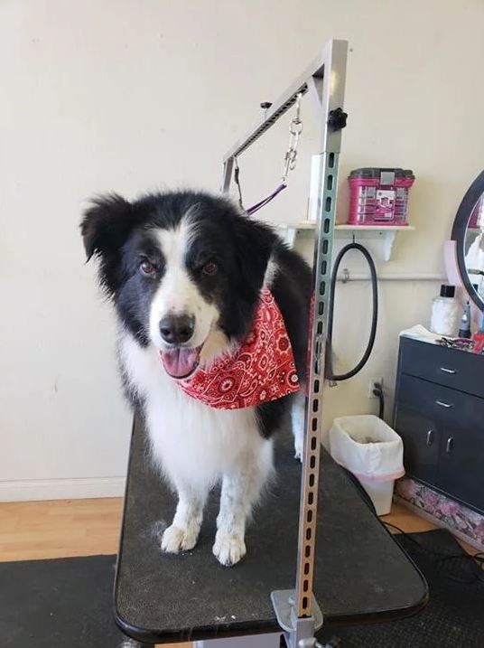 Border Collie - Cody, WY - Cody Paw Spa