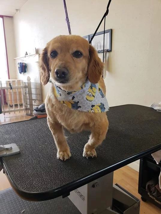 Cute Little Brown Dog with Minions Scarf - Cody, WY - Cody Paw Spa