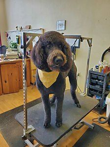 Black Poodle - Cody, WY - Cody Paw Spa