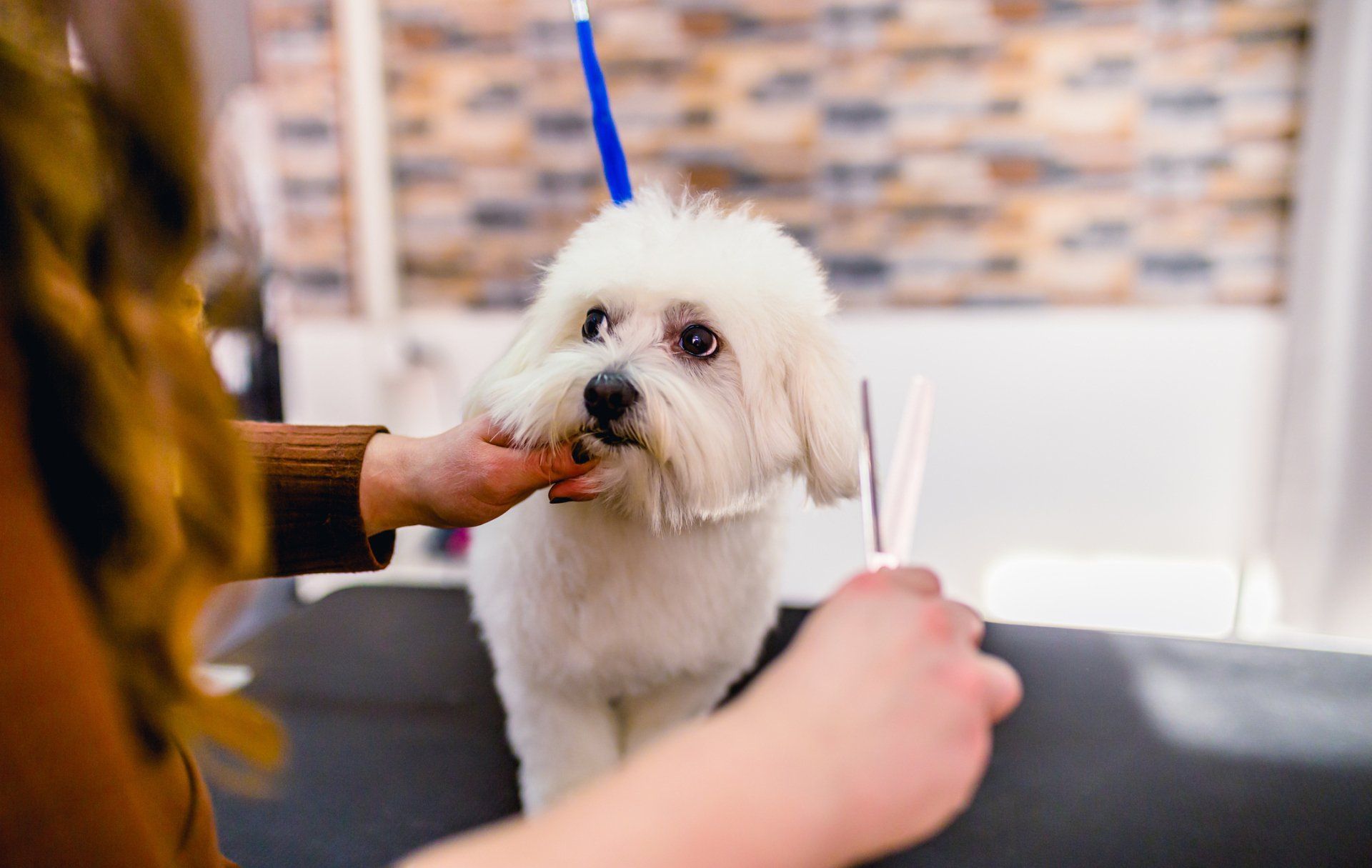 Maltese dog at the hairdresser - Cody, WY - Cody Paw Spa