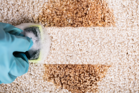 Cleaning Carpet