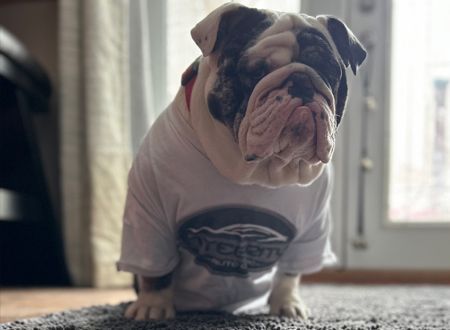 A bulldog wearing a shirt that says jacksonville on it