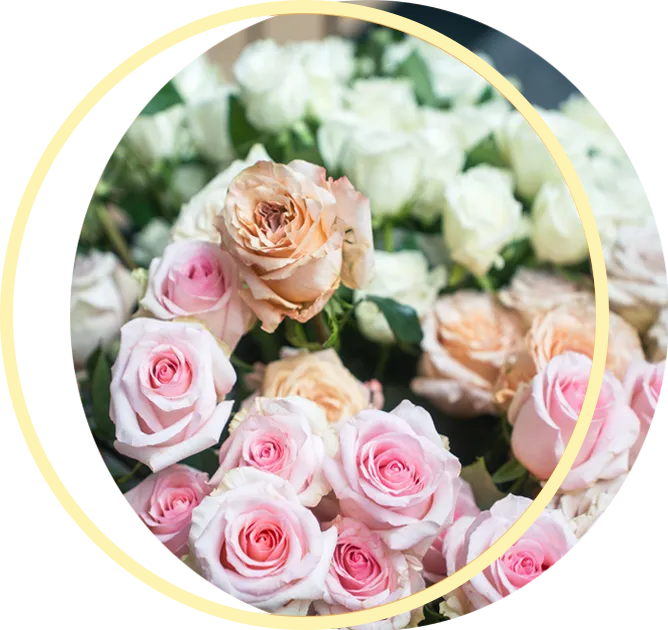 A bunch of pink and white roses in a circle