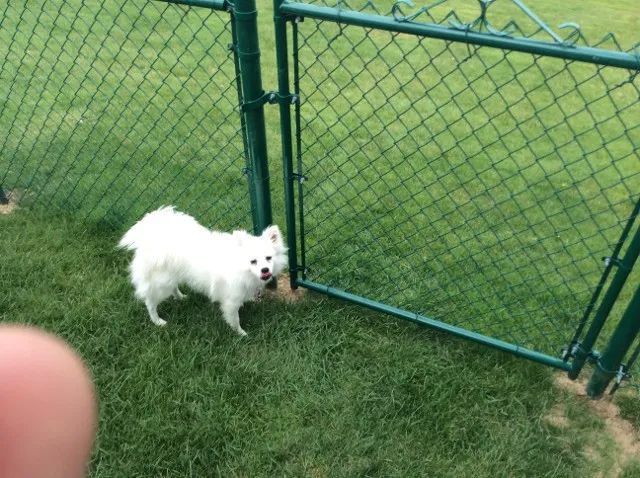 small white dog behind green chain link fence