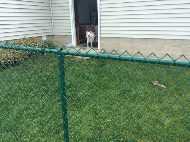 green chain link fence