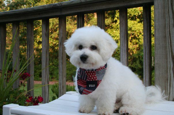 A small white dog wearing a bandana is sitting on a white table.