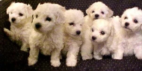 A group of white puppies are sitting next to each other on a couch.