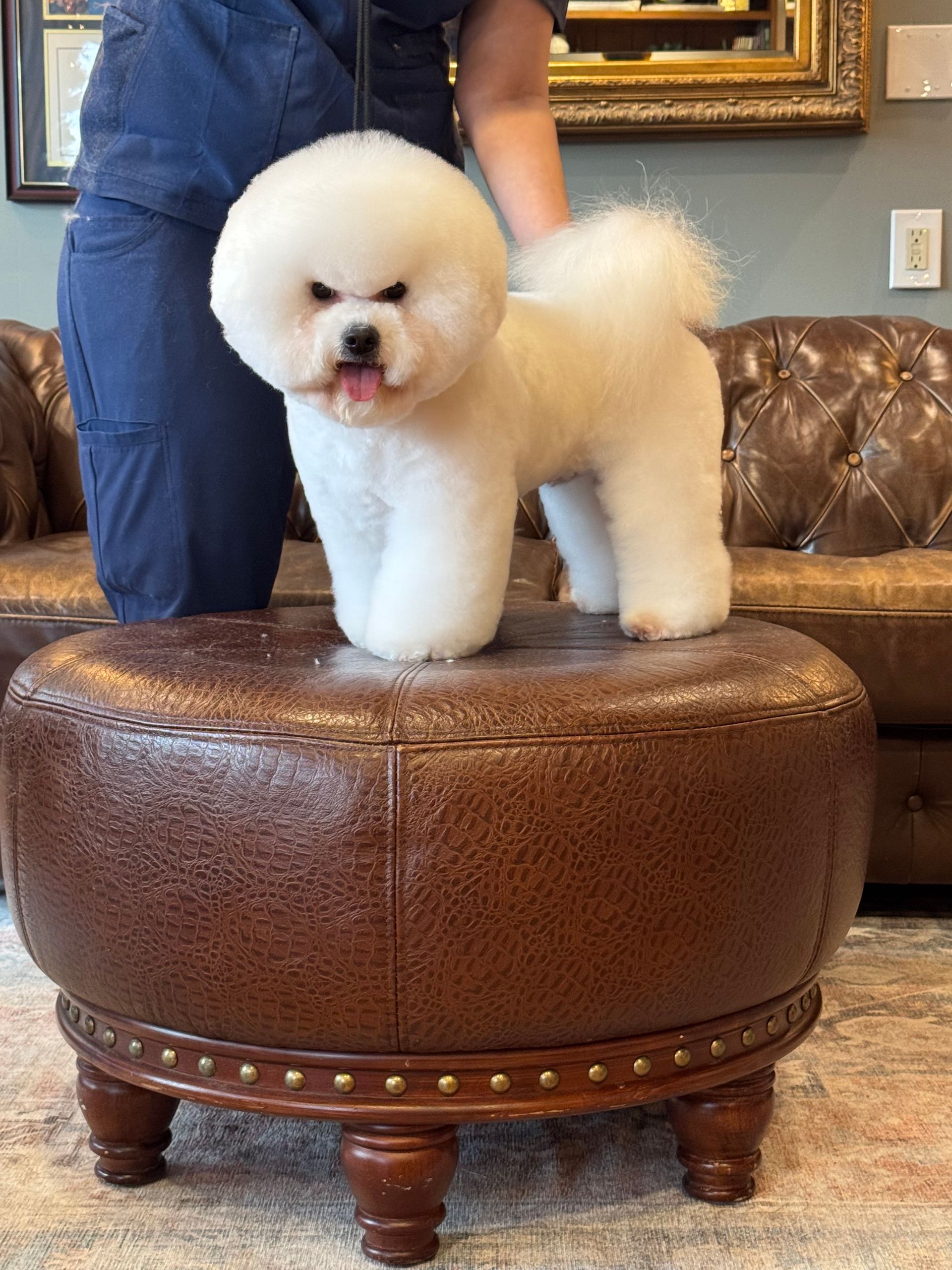 A small white dog is standing on top of a brown leather ottoman.