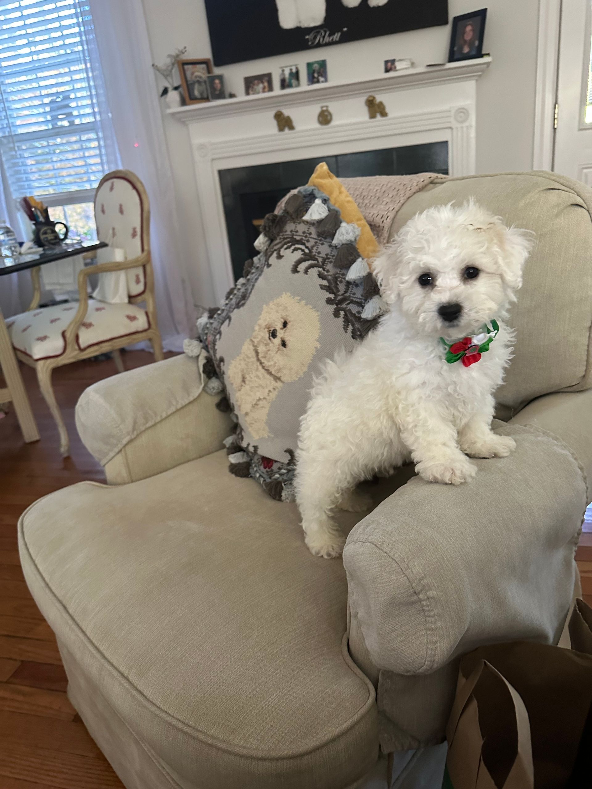 A small white puppy is sitting on a chair in a living room.