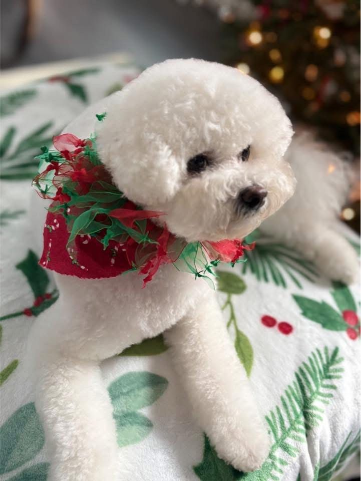 A small white dog wearing a red and green scarf is laying on a blanket.