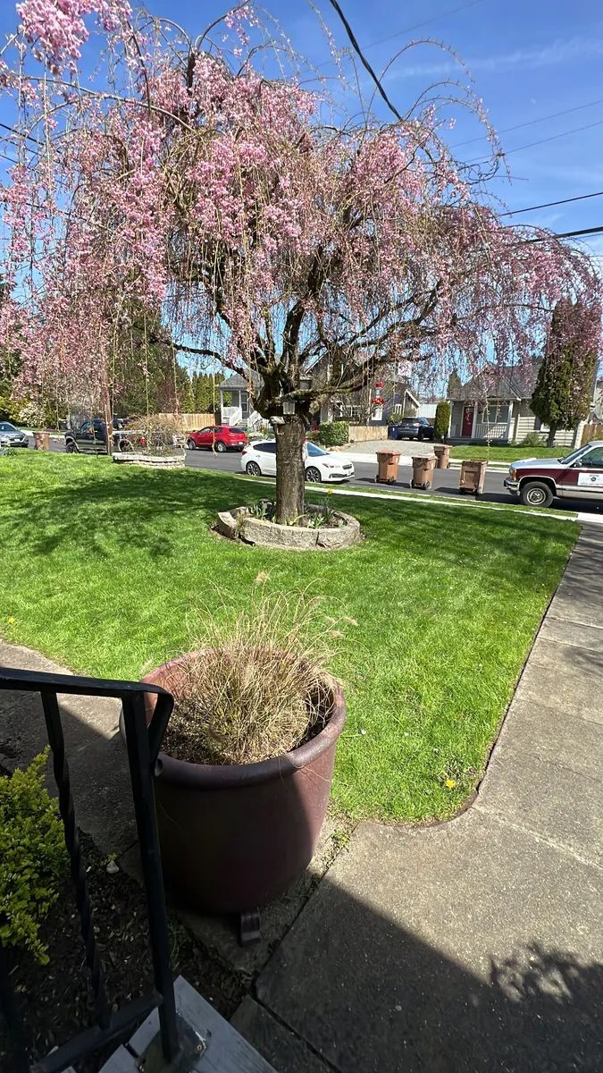 A blooming pink cherry blossom tree in a grassy front yard with a potted plant.