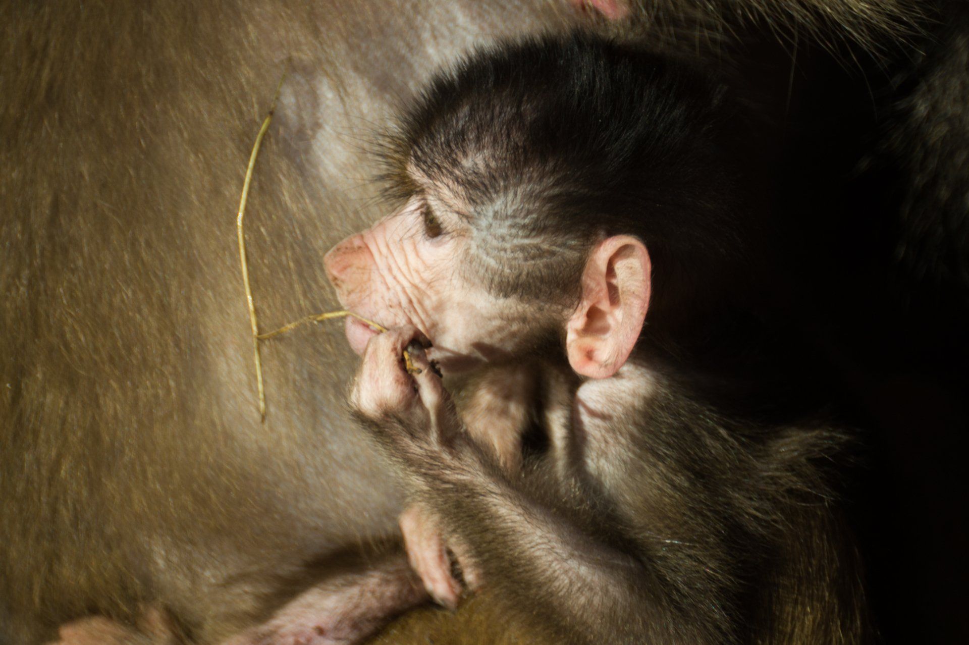 A close up of a monkey holding a stick in its mouth.