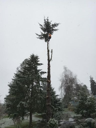 A man is climbing a tree in the snow.