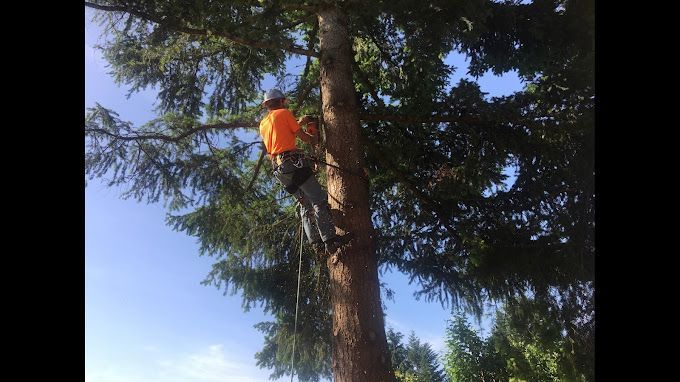 A man is climbing up a tree with a chainsaw.