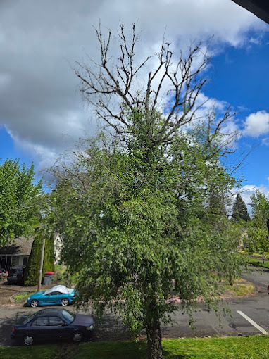 A tree with a lot of branches is in the middle of a parking lot.