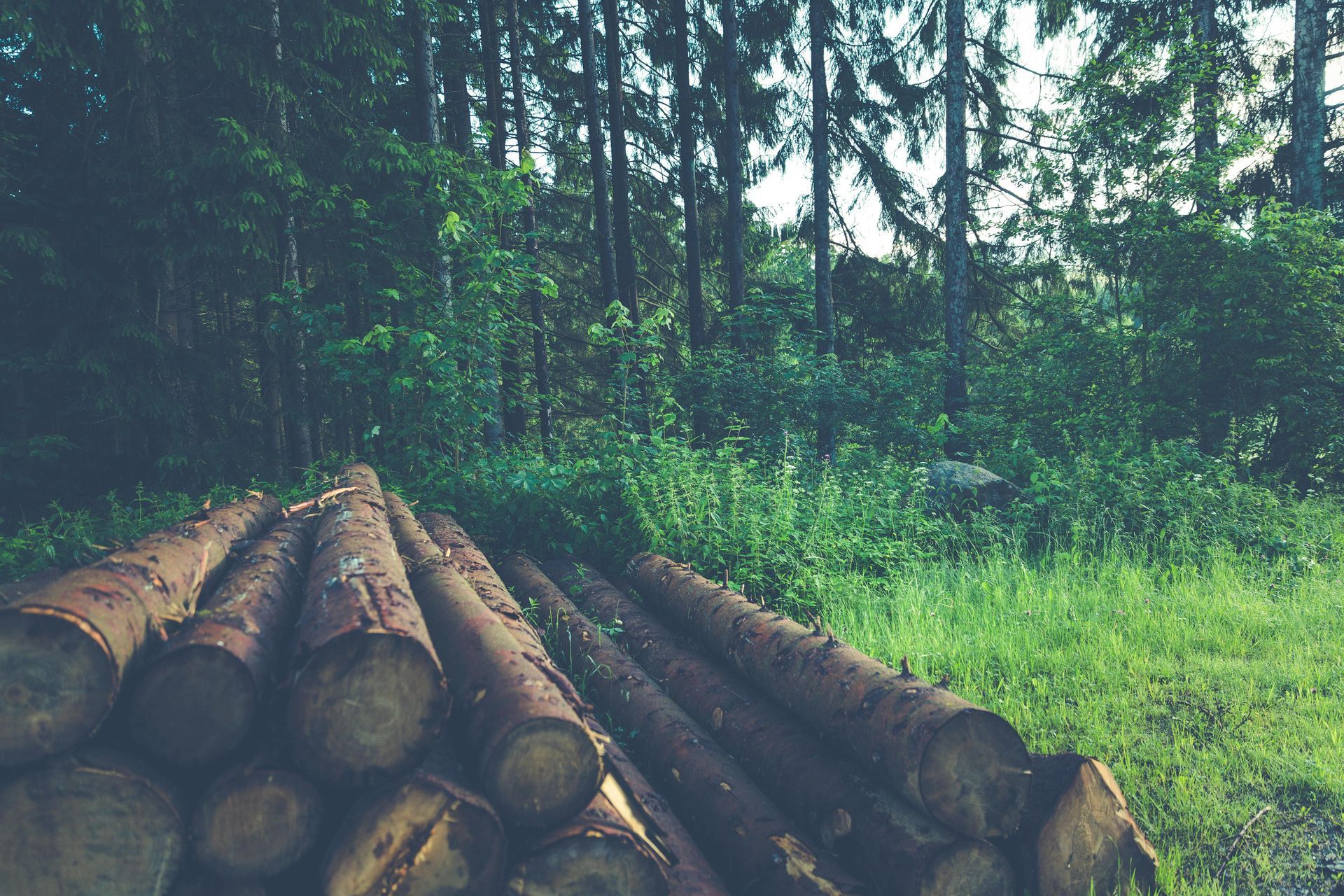 A pile of logs in the middle of a forest.