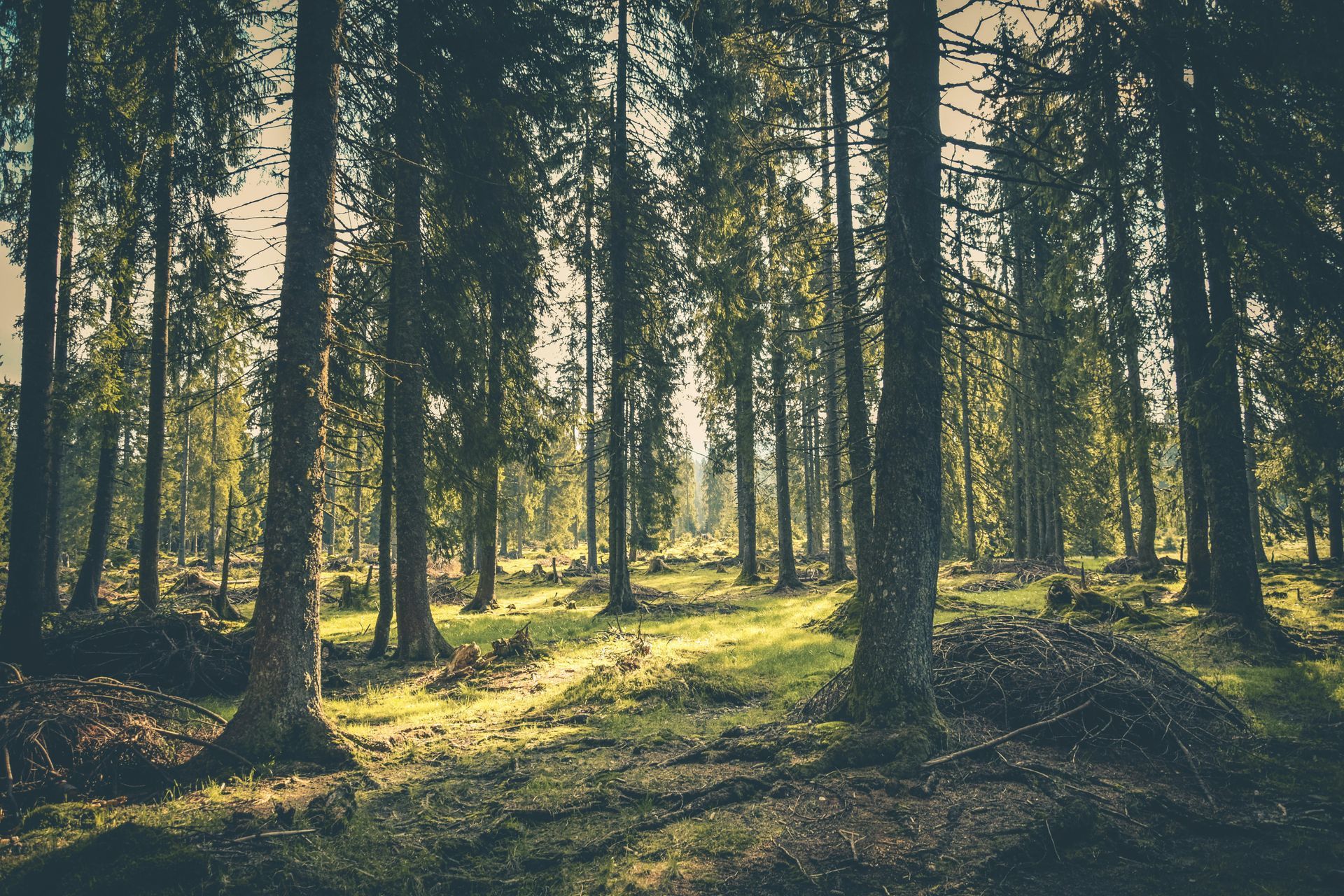 The sun is shining through the trees in the forest