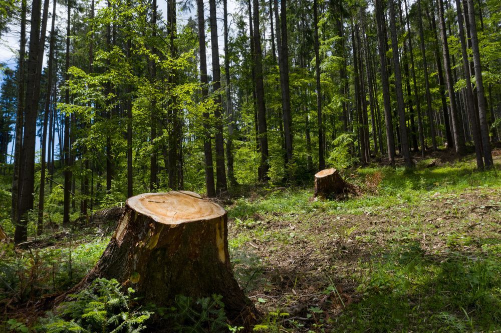 A tree stump in the middle of a forest.