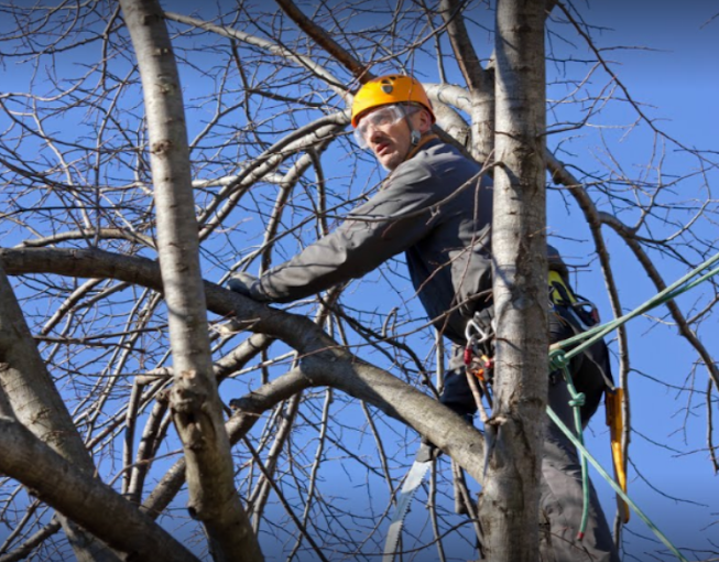 A man wearing a yellow helmet and goggles is climbing a tree.