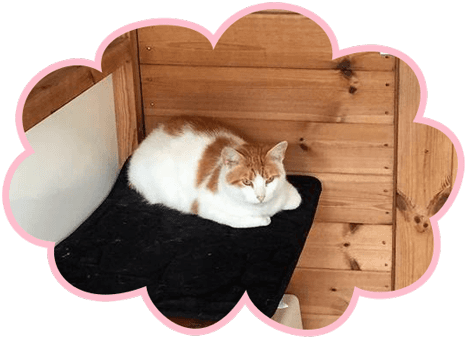 Cattery boarding conditions