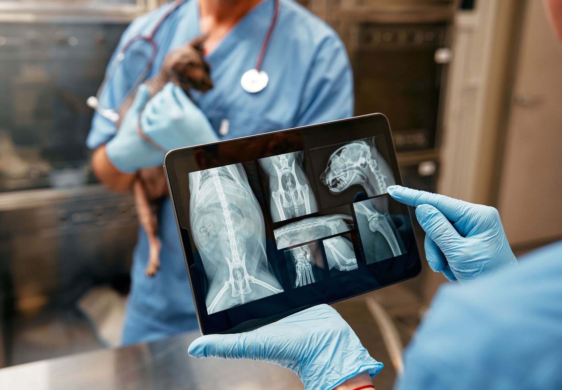 Veterinarian examining cat's X-ray on a tablet; vet in scrubs holding the cat.