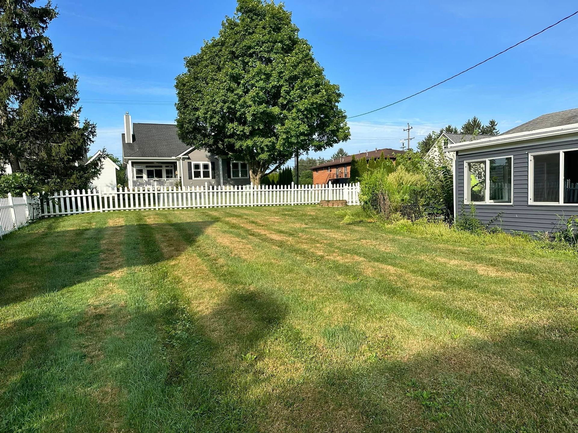 A lush green yard with a white picket fence and a house in the background.