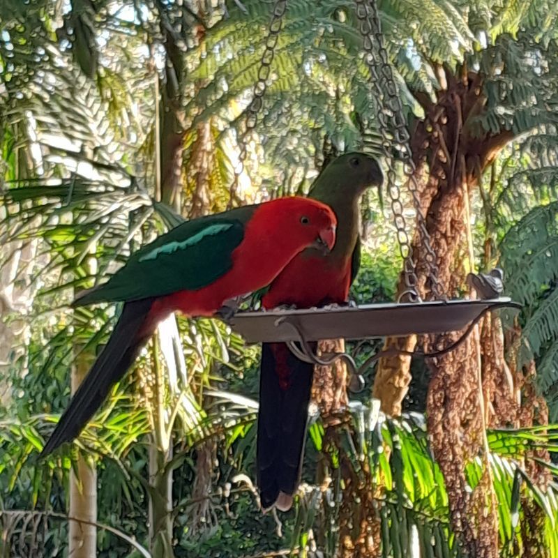 Birdfeeder - Metal Flat Bottom