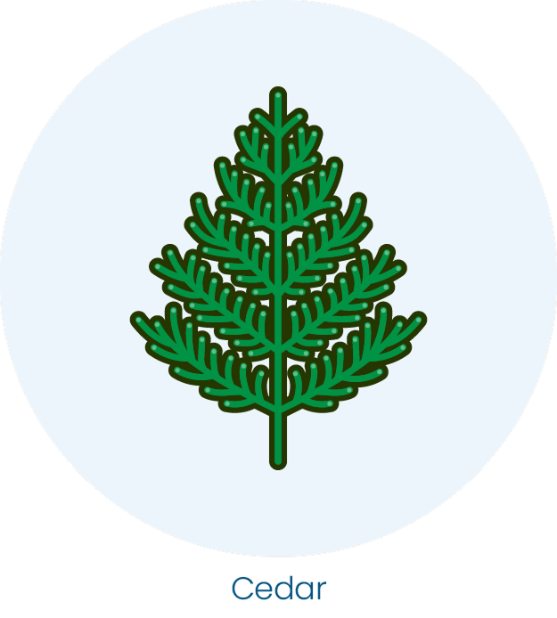 A stylized green cedar branch on a light blue circular background with the label 